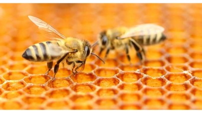 Muş'ta 700 ton bal rekoltesi bekleniyor