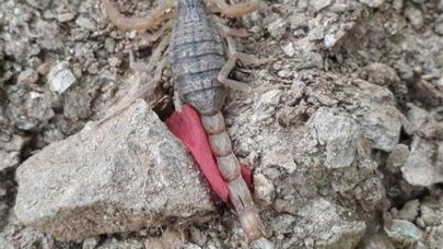 Nazilli'de en zehirli akrep türü görüldü