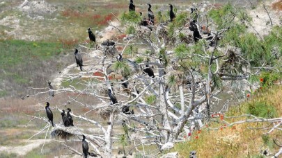 'Saklı cennet'te kuş sayısında rekor artış