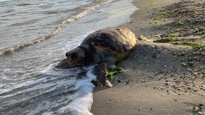Silivri’de sahile vurdu! Herkes şaşkına döndü…