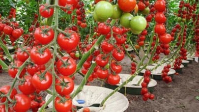 Susuz kaldılar tarıma 'can suyu' oldular