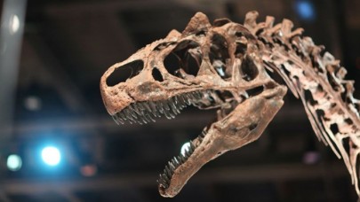 İki yeni dinozor türü keşfedildi