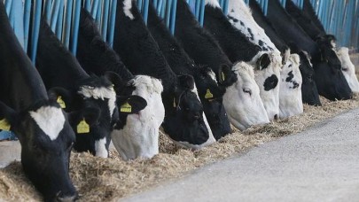 Toplanan inek sütü miktarı açıklandı