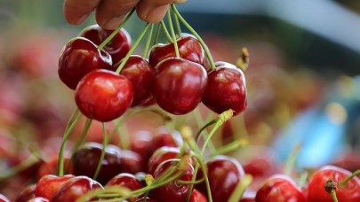 Türk Kirazı Güney Kore yolunda