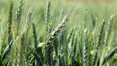 Türkiye ekonomik bitki türlerinin gen merkezi