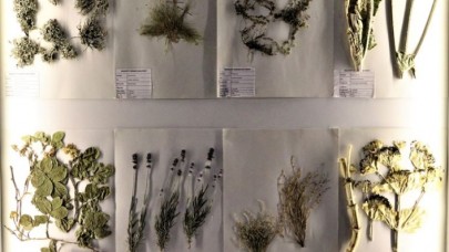 'Sucul canlılar' bu müzede incelenecek