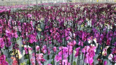 Türkiye’nin ilk ve tek orkide üretim merkezi