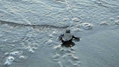 Yeni fikirler deniz kaplumbağaları için yarışacak