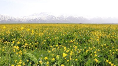 Yüksekova baharda sarıya büründü