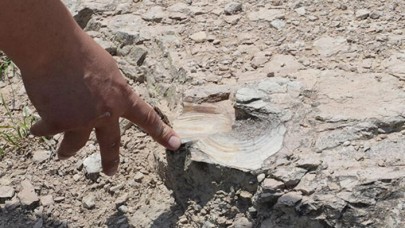 Zonguldak'ta bulundu! Dinozorlar çağından kalma...