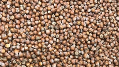 '10 bin ton fındığın tahsisi FİSKOBİRLİK'e önemli katkı sağladı'