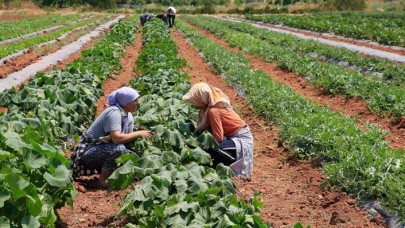 30 yıl önce 'uyutulan' tohumlar toprakla buluştu