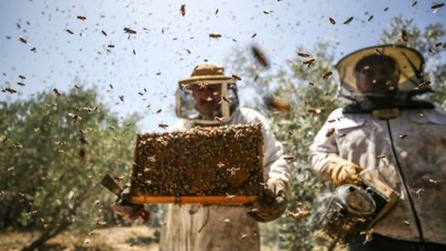 AB'den arıcılığa mali destek