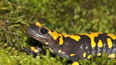 Adıyaman'da Lekeli Semender görüldü
