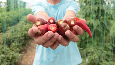 Aflatoksinden arındırılmış biber tohumuna İsrail talip oldu
