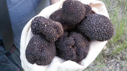 Bakan Pakdemirli açıkladı: Eylem Planı hazırlandı