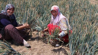 'Balık soğanı' üreticisi 2 bin ton rekolte bekliyor