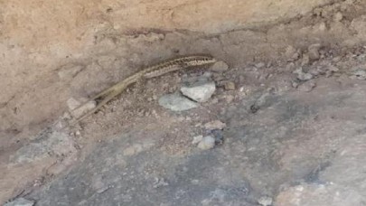 Batman'da,  'çift kuyruklu' kertenkele görüldü