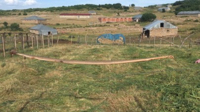 Bingöl’de öldürülen dev yılan görenleri şaşırttı