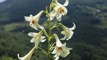 Bu zambağı koparmanın cezası 60 bin lira!