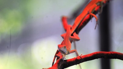 Bursa'da yavru iguana heyecanı