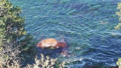 Büyükada sahilinde ölü at şoku
