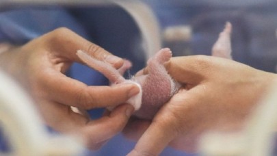 Çin'de 2019'un ilk pandası dünyaya geldi