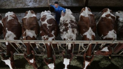 Deniz,  kum ve güneşi bıraktı hayvancılığa başladı