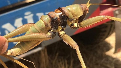 Dev çekirge görenleri şaşırttı