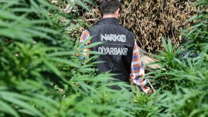 Diyarbakır'da 1 milyon 255 bin 464 kök Hint keneviri ele geçirildi
