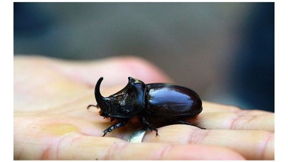 Dünyanın en güçlü türlerinden! Bingöl'de bulundu