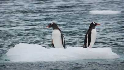 Ekolojik dengenin bozulması felaketleri beraberinde getiriyor
