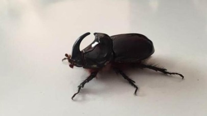 Fatsa’da 'gergedan böceği' bulundu