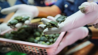 Havalimanında 5 binden fazla kaplumbağa ele geçirildi