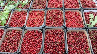 İnegöl kirazında ihracat dönemi başladı