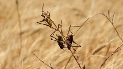 İran'daki çekirge istilasında 'yeni dalga' uyarısı
