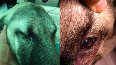 Kangal köpeğine göz ameliyatı