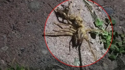 Kayseri'de 'sarıkız' paniği