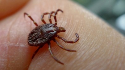 'Kene bir seferde çıkarılmalı'