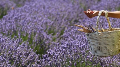 Kokusu ve rengiyle büyüleyen lavantanın yağı da kıymetli