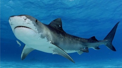 Köpek balıklarının saldırdığı kadın öldü