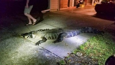 Mutfağa gittiğinde dev timsahla karşılaştı