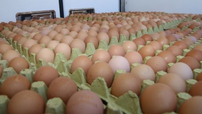 Ordu'da hedef yılda 16 milyon organik yumurta