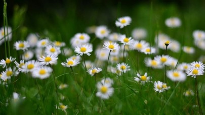 'Piyasadan aldıklarımız kekik,  papatya değil'
