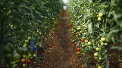 Seracılığa 150 milyon lirayı aşan teşvik