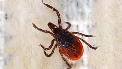 Sivas Sağlık Müdürlüğü'nden 'kene' açıklaması