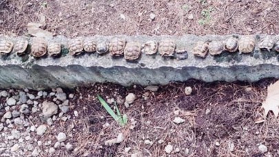 Şoke eden görüntü! Sosyal medyada paylaşılınca ortaya çıktı