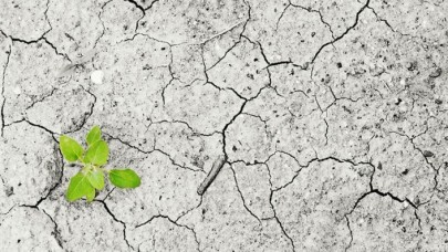 Son 250 senede 571 bitki türü yok oldu