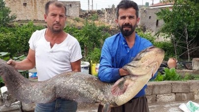 Tam 2 metre! Gören bir daha baktı…