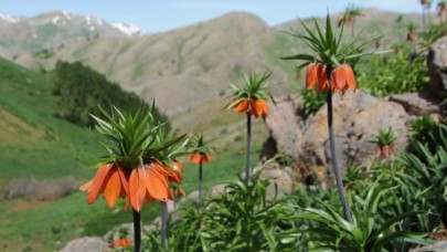 Ters laleler jandarma korumasında